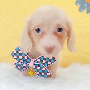 Dachshund
