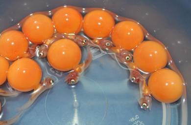 Malaysia golden crossback fish egg -wholesale