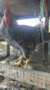 Ayam Penelur dan Pedaging Hiasan