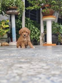 Toy Poodle Female (Price Can NEGO!) 