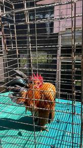 ayam serama