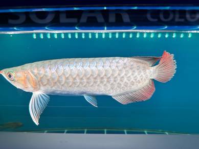 Arowana Super Red Kapuas With Cip & Cert
