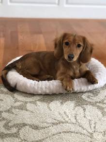 QWWEE8111 Dachshund orange shaded color puppy