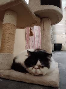 Persian cat 🙀 