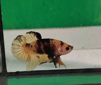 Betta fish yellow black male, ikan laga modern. 