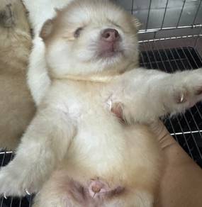 Pomsky