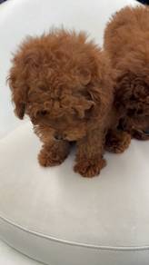 poodle puppies 