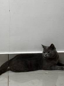 bsh