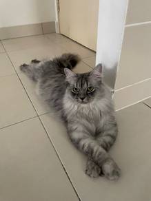 Adult Male Cat