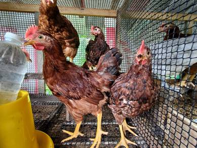 ayam rhode island red production