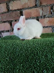 arnab netherland dwarf 