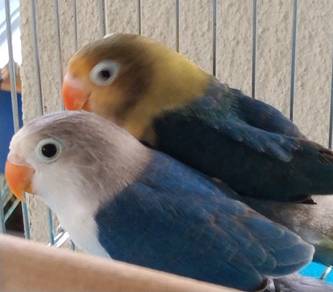 Burung Lovebird