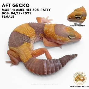 AFT African Fat Tailed Gecko Malaysia Amel JB 肥尾守宫