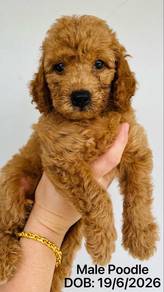 Pure Toy Poodle