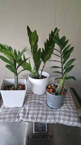 ZZ plant