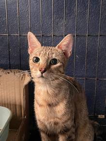Bengal kacukan BSH