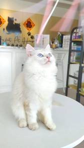 British Long Hair BLH 1133 Female