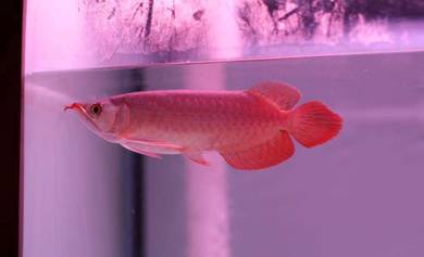 arowana blood red 6 inch -wholesale