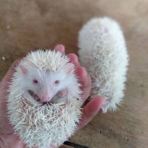 spasang landak mini