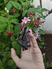 Sugar Glider 