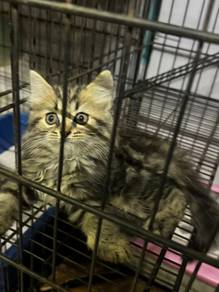 kitten for letgo