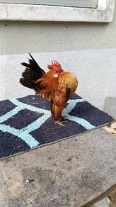 ayam serama 