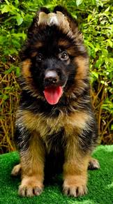 GERMAN SHEPHERD PUPPIES GSD181 🐻 Good structure