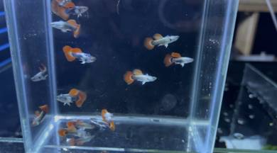 Dumbo white ear platinum redtail / guppy fish