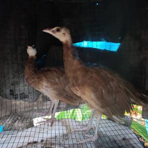 anak merak perple 