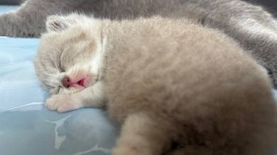 British Shorthair (BSH) Kitten Jantan 