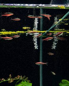 Red Pencilfish