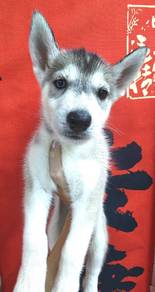 Bi colour eye Siberian Husky 