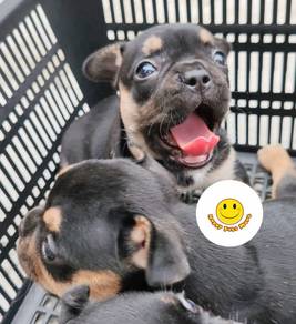 QGQQ5000 French Bulldog Black Tan haired puppy