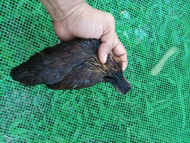 Anak Ayam Hutan