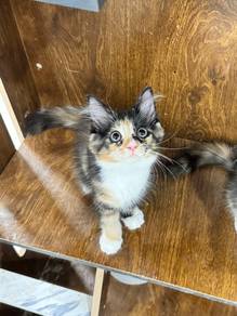 mainecoon baby