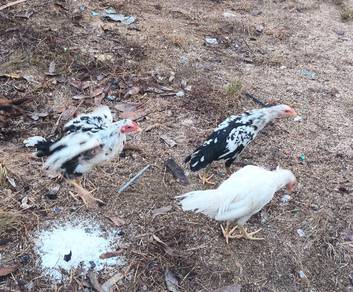 ayam ratu lhk