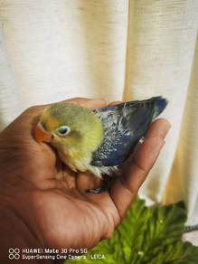 baby lovebird violet 