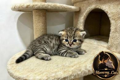 Munchkin