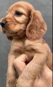 ENGLISH COCKER SPANIEL PUPPIES C121🌻 Male-Female