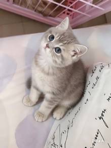 bsh