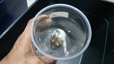 Boy Hamster syrian (age 2 month) 