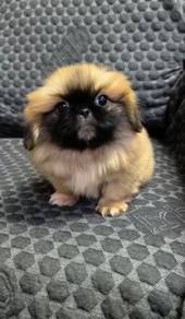 Pekingese High Quality puppies