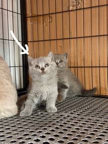 Kitten BSH