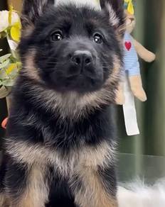 German Shepherd