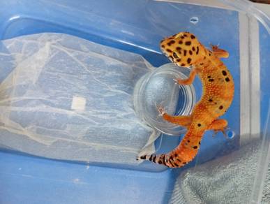 Leopard Gecko