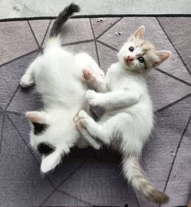 Kitten for sale