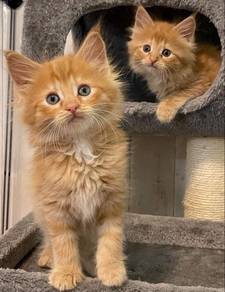 Orange Mainecoone Kitten