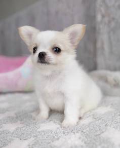 CHIHUAHUA PUPPIES CH186🌷 Head Apple Female