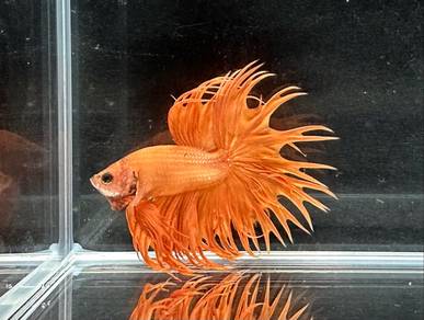 Crowntail