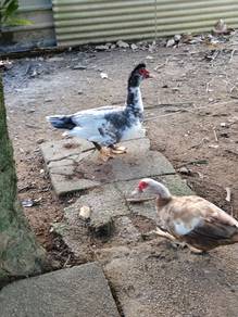 itik serati lavender